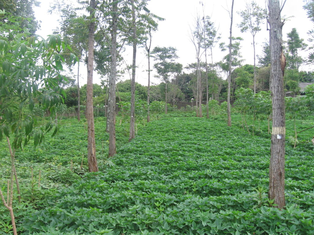 National Agroforestry Policy